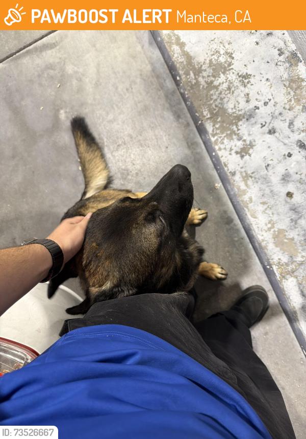 Found/Stray Male Dog last seen Yosemite & Airport, Manteca, CA 95330