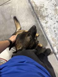 Found/Stray Male Dog last seen Yosemite & Airport, Manteca, CA 95330