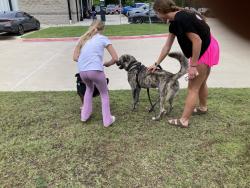 Lost Male Dog last seen County 2612, Hunt County, TX 75189