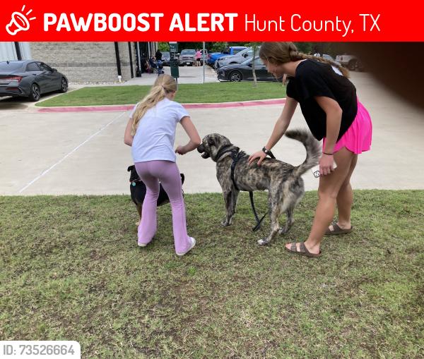 Lost Male Dog last seen County 2612, Hunt County, TX 75189
