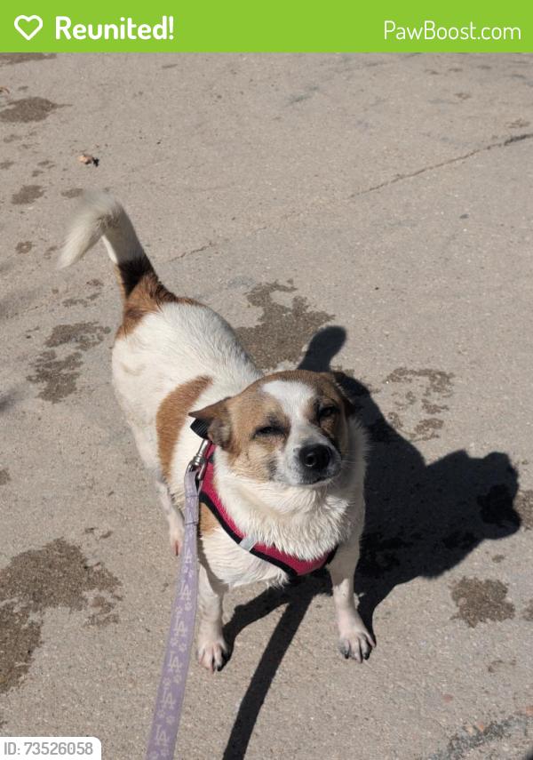 Reunited Female Dog last seen Danbury Ave near the Hesperia Mesa Mart, Hesperia, CA 92345