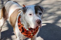 Shelter Stray Male Dog last seen Colony Avenue, STATEN ISLAND, NY, 10306, 3139 Veterans Rd W, Staten Island, NY 10309, USA