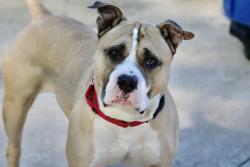 Shelter Stray Male Dog last seen Near Bay Street, STATEN ISLAND, NY, 10305, 3139 Veterans Rd W, Staten Island, NY 10309, USA