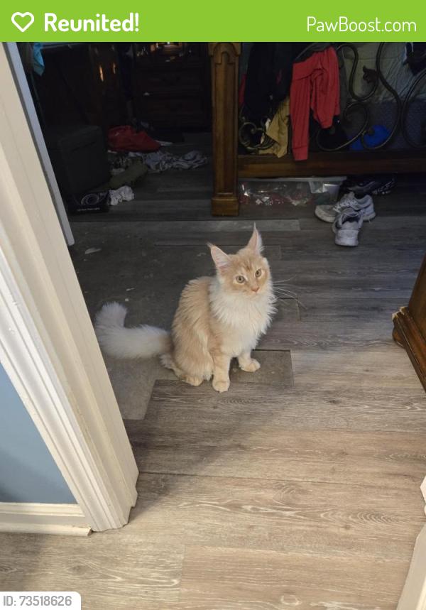 Reunited Male Cat last seen Tidus rd and windrow way, Panama City, FL 32404