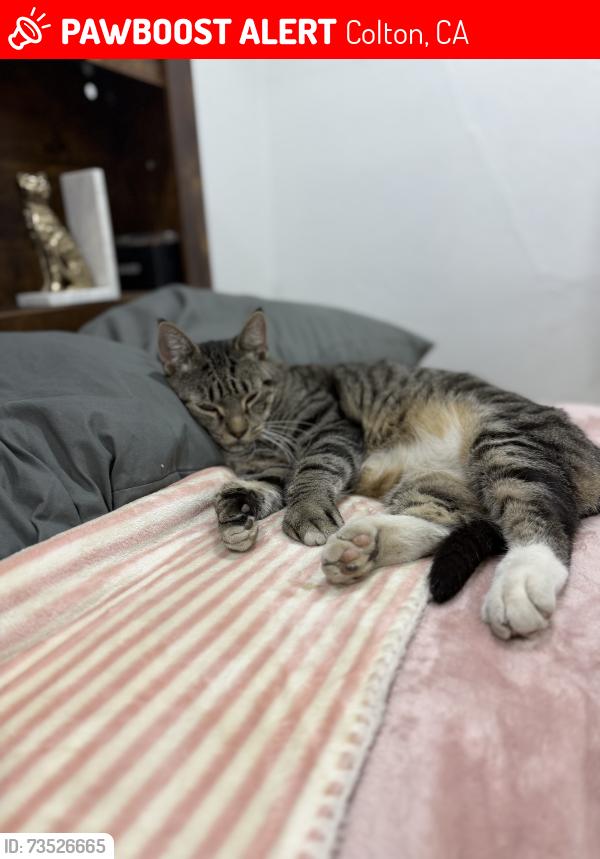 Lost Male Cat last seen Por las vías del tren, Colton, CA 92324