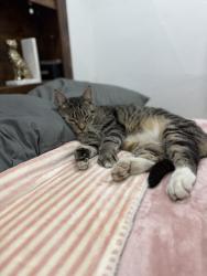 Lost Male Cat last seen Por las vías del tren, Colton, CA 92324