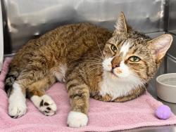 Shelter Stray Male Cat last seen Near E 169th Street, BRONX, NY, 10452, 326 E 110th St, New York, NY 10029, USA