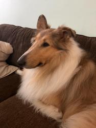 Lost Male Dog last seen Lone Oak Road and 70th Avenue,Brainerd, Brainerd, MN 56401