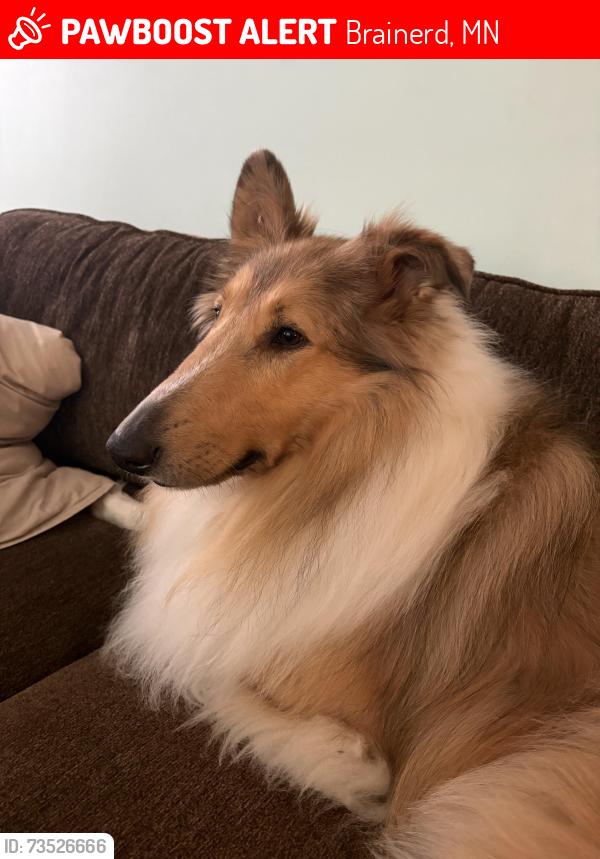 Lost Male Dog last seen Lone Oak Road and 70th Avenue,Brainerd, Brainerd, MN 56401