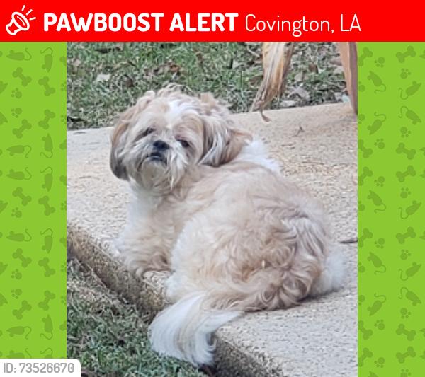 Lost Male Dog last seen Hwy 21 and Brewster Road, Covington, LA 70433