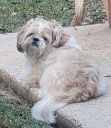 Lost Male Dog last seen Hwy 21 and Brewster Road, Covington, LA 70433