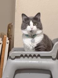 Lost Male Cat last seen Canadian cir. & carrier, Grand Prairie, TX 75050