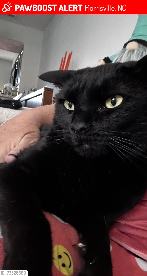 Lost Male Cat last seen Crabtree Creek and Wolfsnare Lane, Morrisville, NC 27560