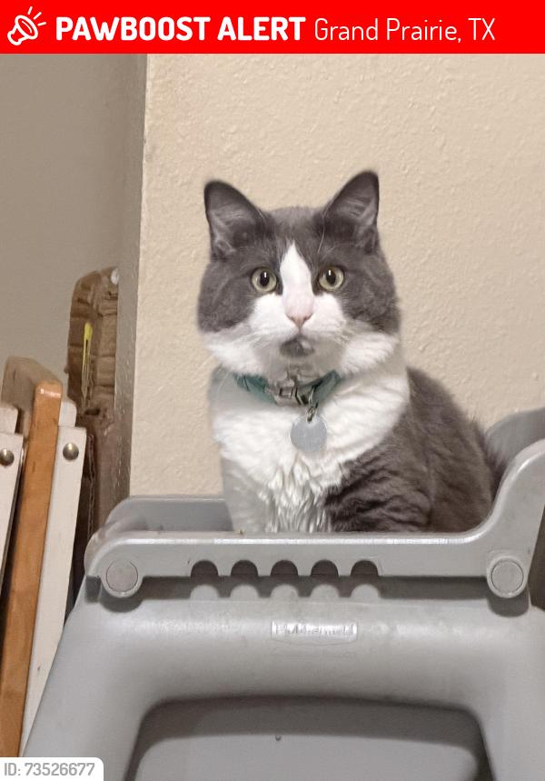 Lost Male Cat last seen Canadian cir. & carrier, Grand Prairie, TX 75050