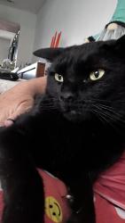 Lost Male Cat last seen Crabtree Creek and Wolfsnare Lane, Morrisville, NC 27560
