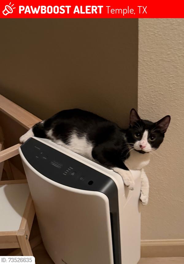 Lost Male Cat last seen Near the corner of Wild Wood and Burlington, Temple, TX 76504