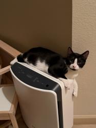 Lost Male Cat last seen Near the corner of Wild Wood and Burlington, Temple, TX 76504