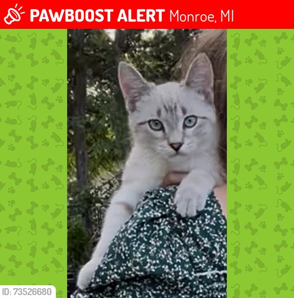 Lost Male Cat last seen Bates Lane & Custer, Monroe, MI 48162