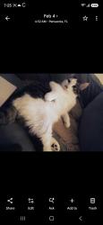 Lost Male Cat last seen Northside Church of Christ off 9th ave, Pensacola, FL 32503