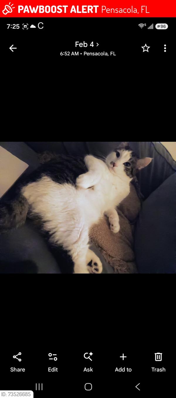 Lost Male Cat last seen Northside Church of Christ off 9th ave, Pensacola, FL 32503