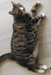 Lost Male Cat last seen Church and twp Line Rd, Elkins Park, PA 19027