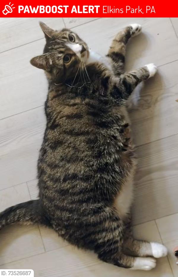 Lost Male Cat last seen Church and twp Line Rd, Elkins Park, PA 19027