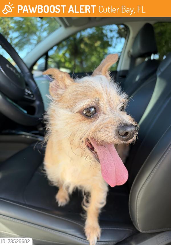 Found/Stray Female Dog last seen Saga bay park, Cutler Bay, FL 33189