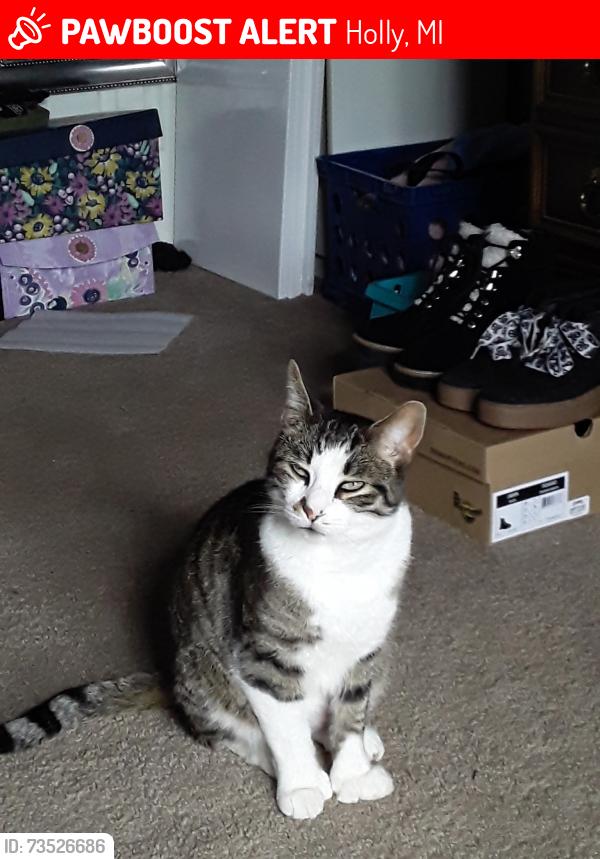 Lost Male Cat last seen East holly road, Holly, MI 48442