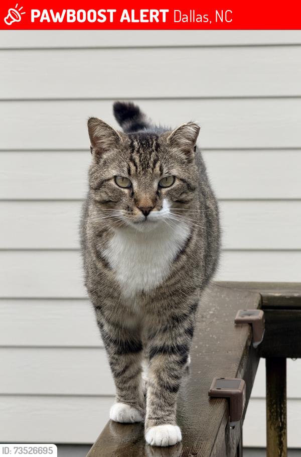 Lost Male Cat last seen Idared Drive, Dallas, Nc, Usa, Dallas, NC 28034
