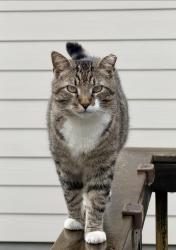 Lost Male Cat last seen Idared Drive, Dallas, Nc, Usa, Dallas, NC 28034