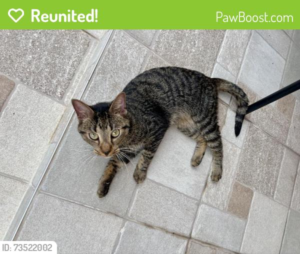 Reunited Unknown Cat last seen N military and Lillian ave, West Palm Beach, FL 33410