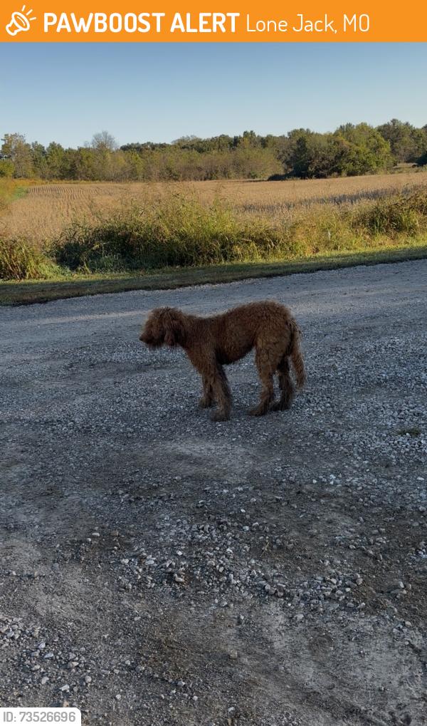 Found/Stray Female Dog last seen Blue and gray park, Lone Jack, MO 64070