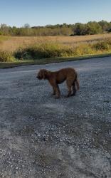 Found/Stray Female Dog last seen Blue and gray park, Lone Jack, MO 64070