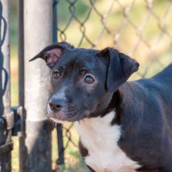 Shelter Stray Female Dog last seen , 2951 S 1st St, Cabot, AR 72023, USA