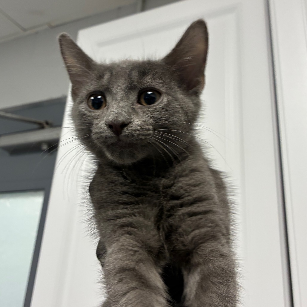 Shelter Stray Male Cat last seen , 328 Furman Hall Rd, Greenville, SC 29609, USA