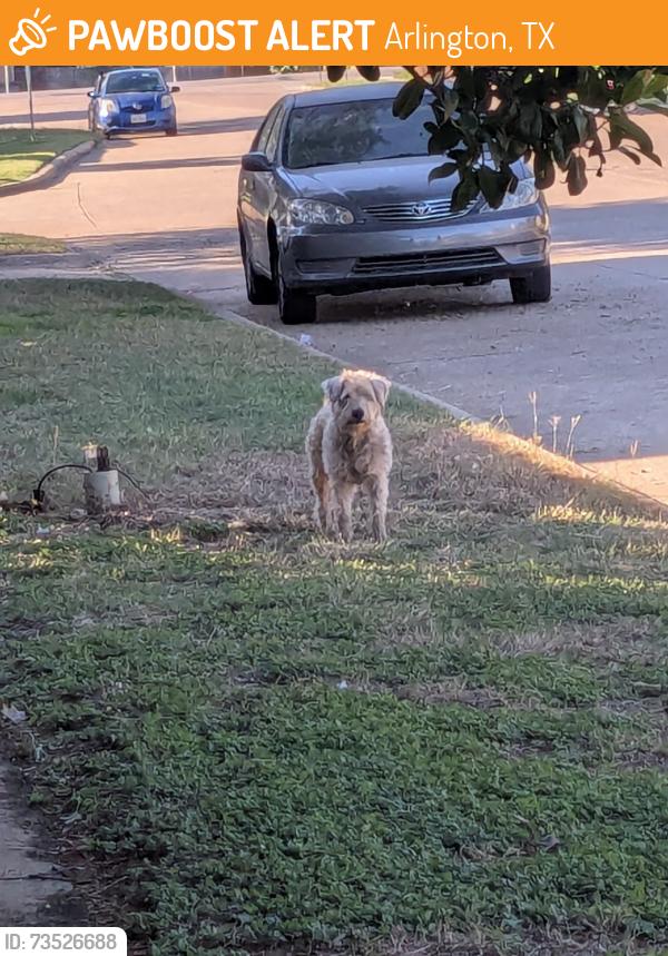 Found/Stray Unknown Dog last seen Petra and Freshwood Ct., Arlington, TX 76017