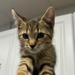Shelter Stray Male Cat last seen , 328 Furman Hall Rd, Greenville, SC 29609, USA