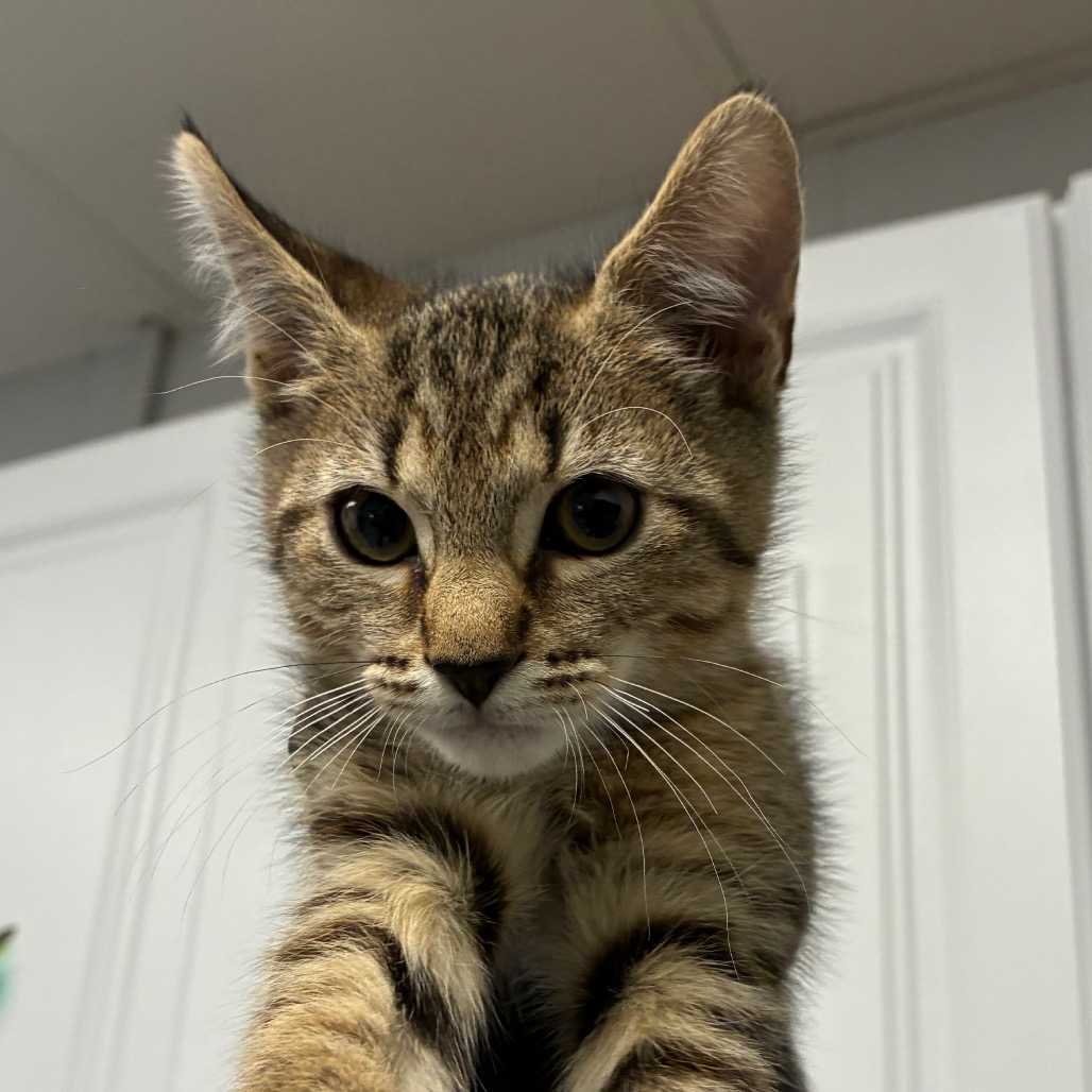 Shelter Stray Male Cat last seen , 328 Furman Hall Rd, Greenville, SC 29609, USA