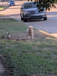 Found/Stray Unknown Dog last seen Petra and Freshwood Ct., Arlington, TX 76017