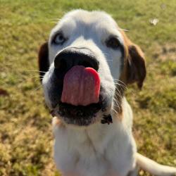 Shelter Stray Female Dog last seen , 328 Furman Hall Rd, Greenville, SC 29609, USA