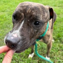 Shelter Stray Female Dog last seen , Animal Care & Control Team of Philly, 111 W Hunting Park Ave, Philadelphia, PA 19140, USA