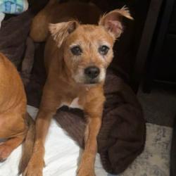 Shelter Stray Female Dog last seen , 980 Guilford College Rd, Greensboro, NC 27409, USA