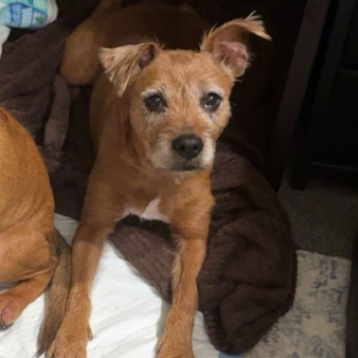 Shelter Stray Female Dog last seen , 980 Guilford College Rd, Greensboro, NC 27409, USA