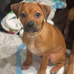 Shelter Stray Male Dog last seen , 980 Guilford College Rd, Greensboro, NC 27409, USA