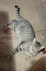 Reunited Male Cat last seen McAllen Mobile Park on McColl and Violet/Minnesota, McAllen, TX 78504
