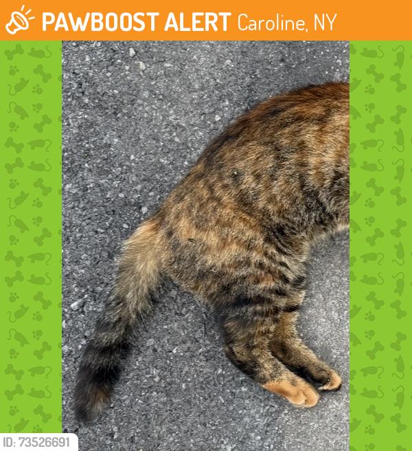 Found/Stray Unknown Cat last seen Midline off 79, Caroline, NY 14817