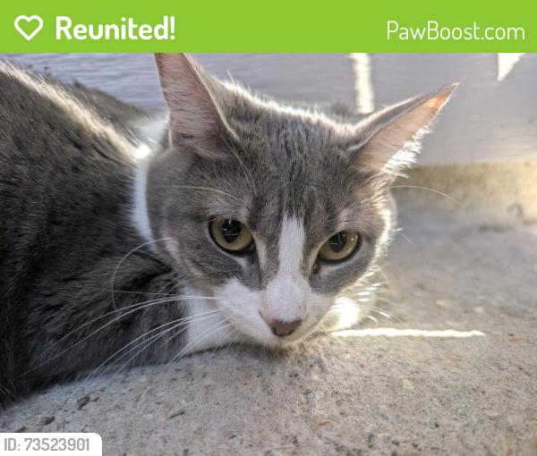 Reunited Unknown Cat last seen Stumberg Ln, Baton Rouge, LA, USA, Baton Rouge, LA 70816