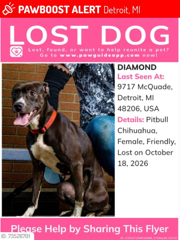 Lost Female Dog last seen Dexter and W Chicago, Detroit, MI 48206