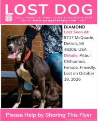 Lost Female Dog last seen Dexter and W Chicago, Detroit, MI 48206