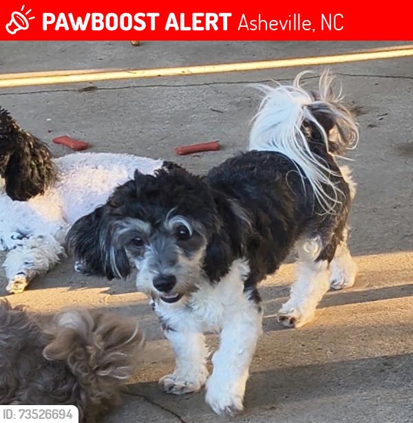 Lost Female Dog last seen Corner of White Ash Drive and White Ash Drive E, Asheville, NC 28803